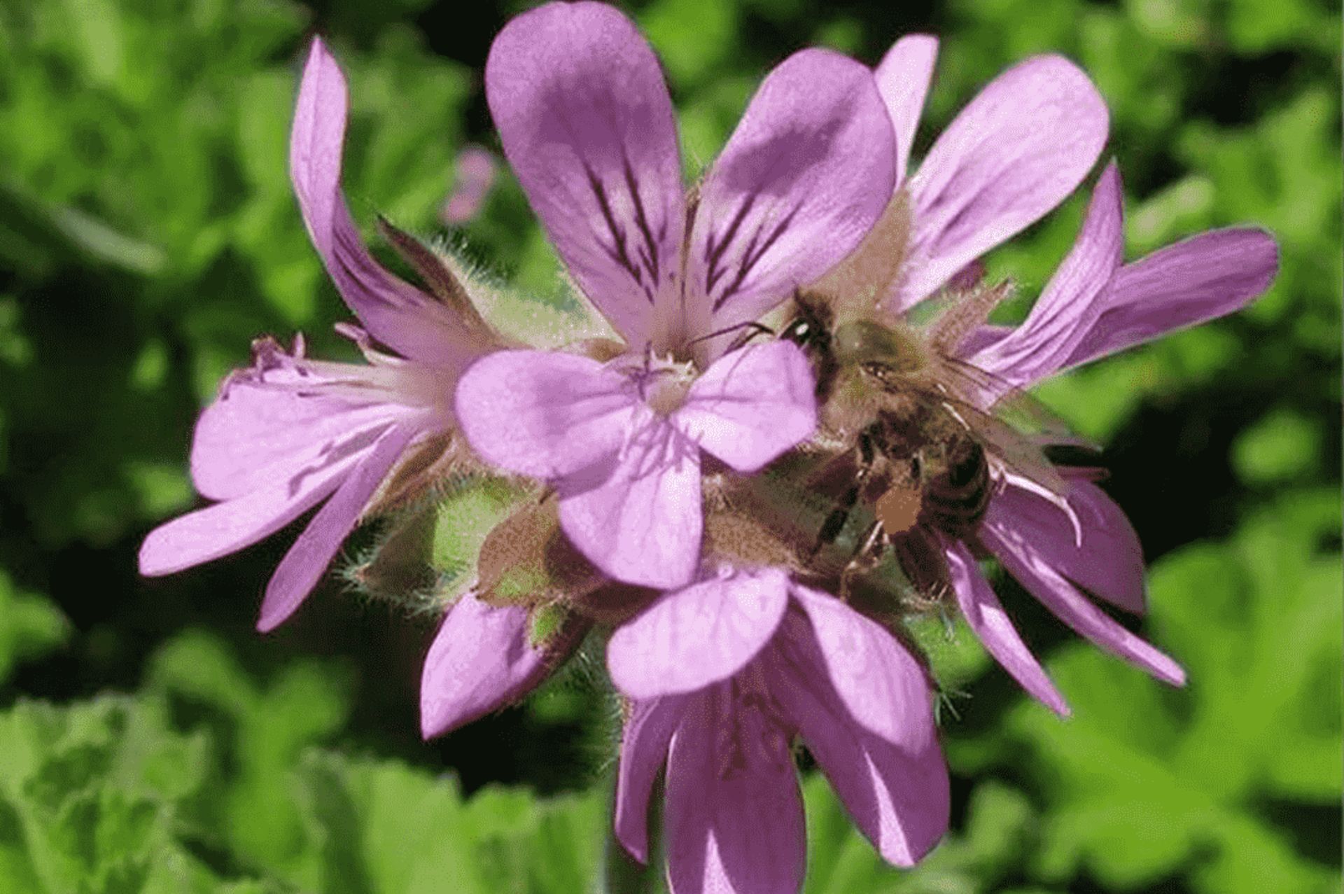Geranium