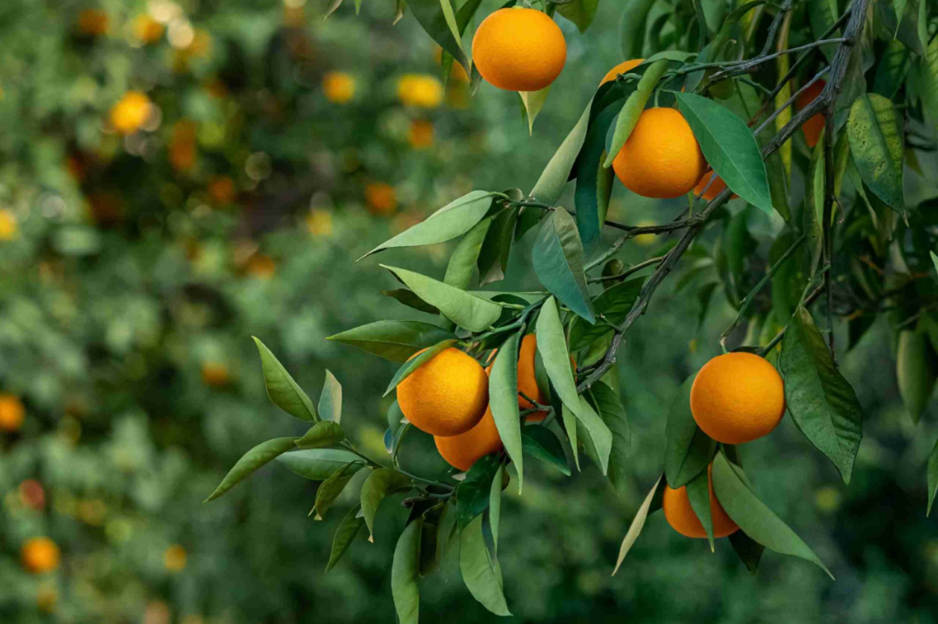 Sweet Orange