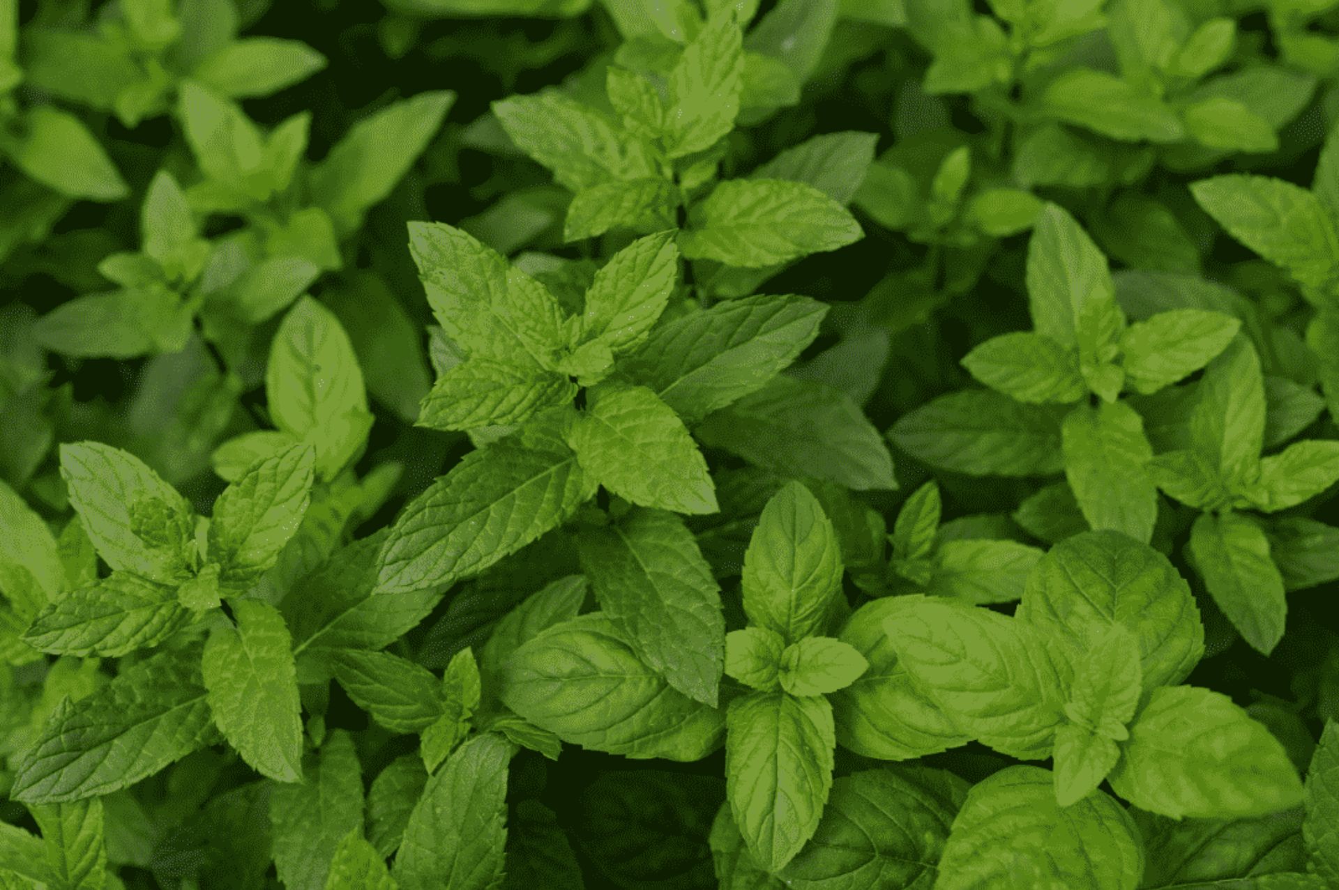 Peppermint