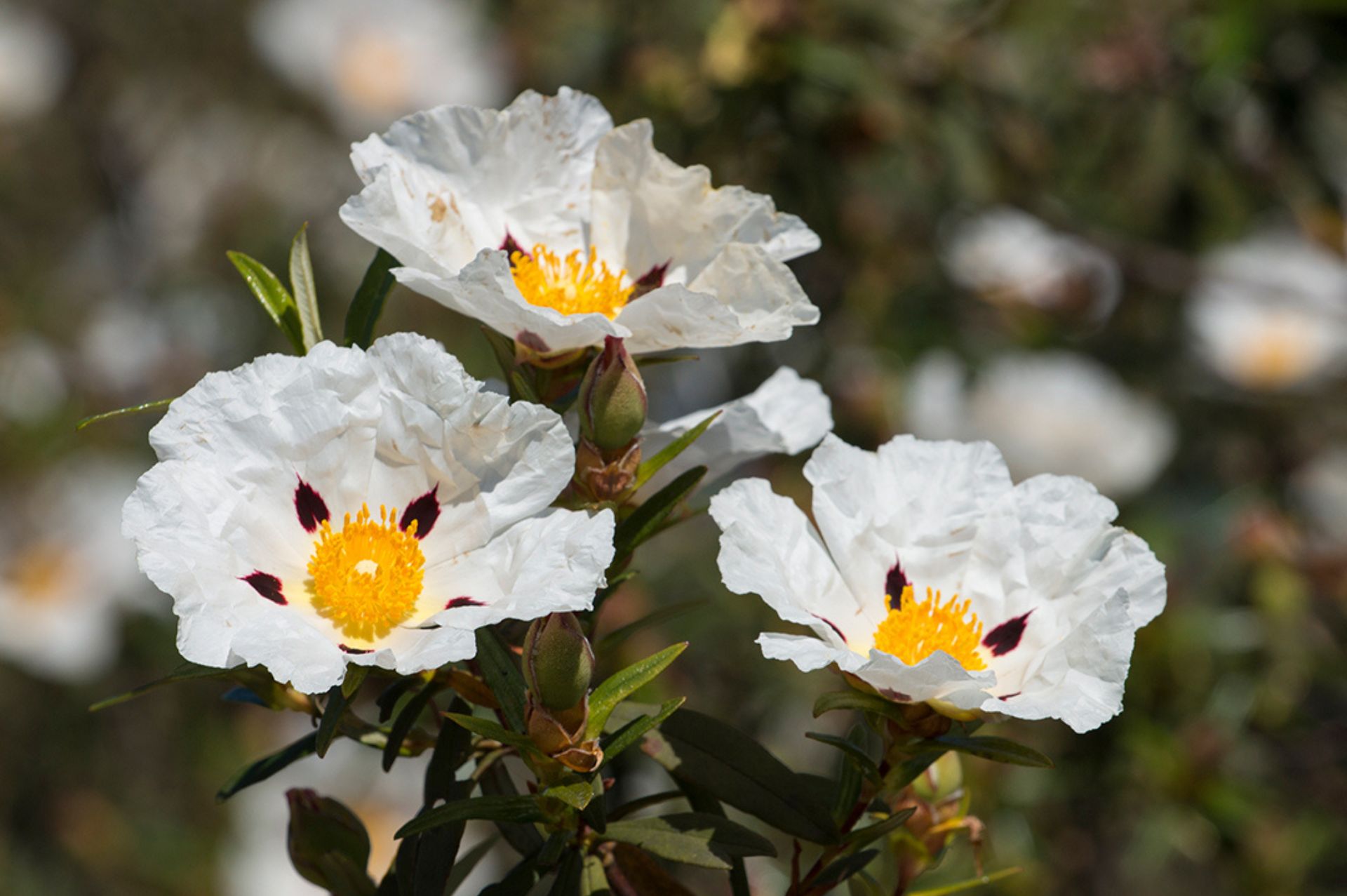 Cistus