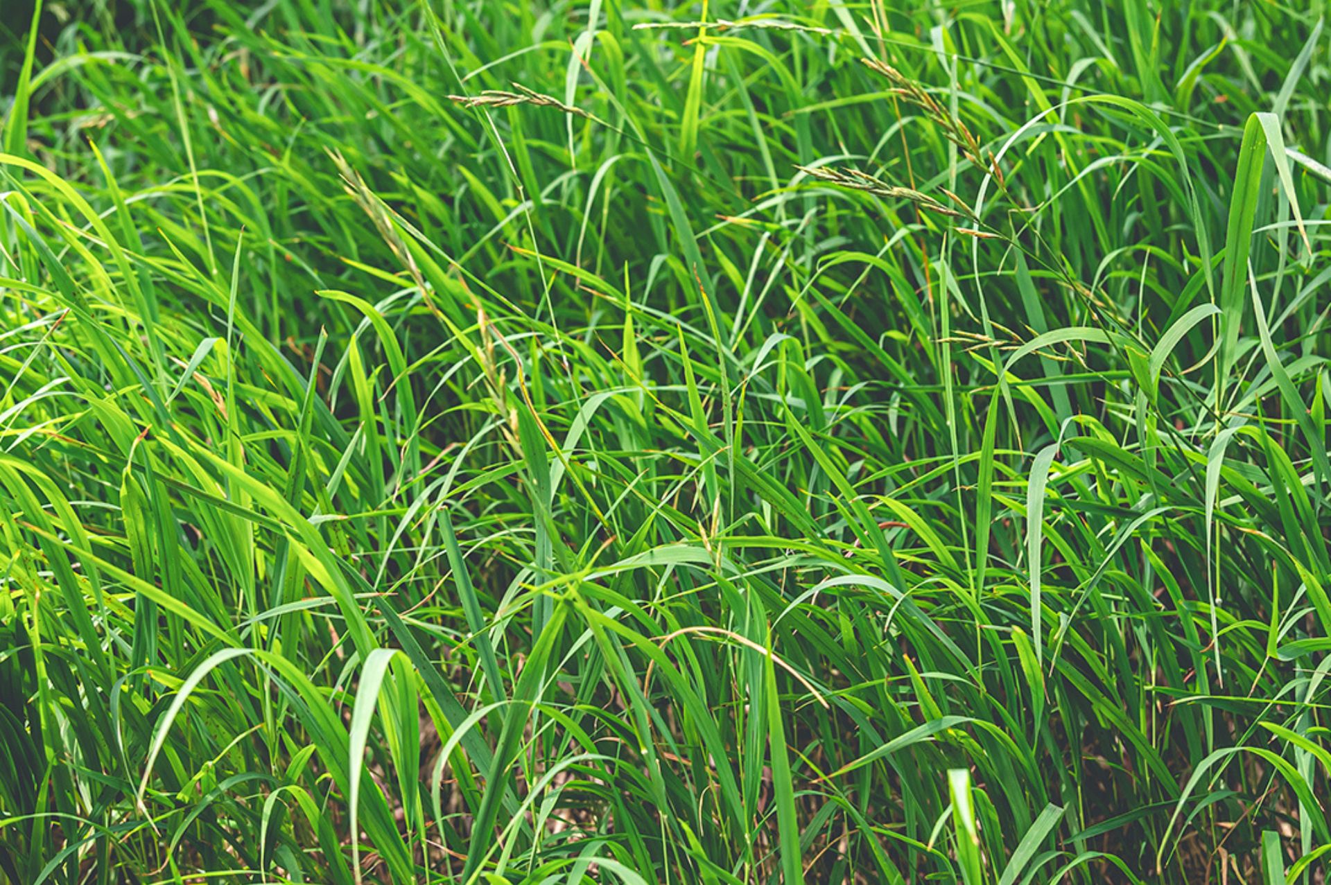 Vetiver