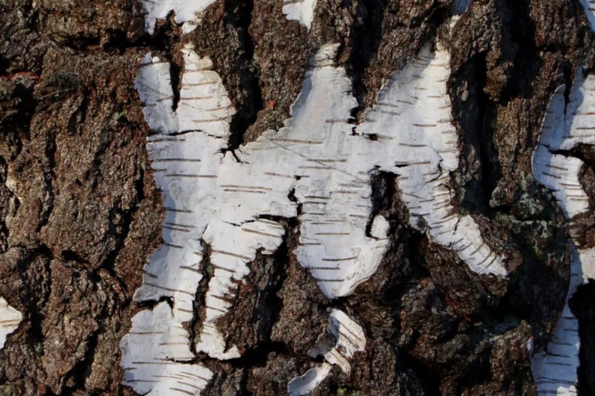 Birch sweet