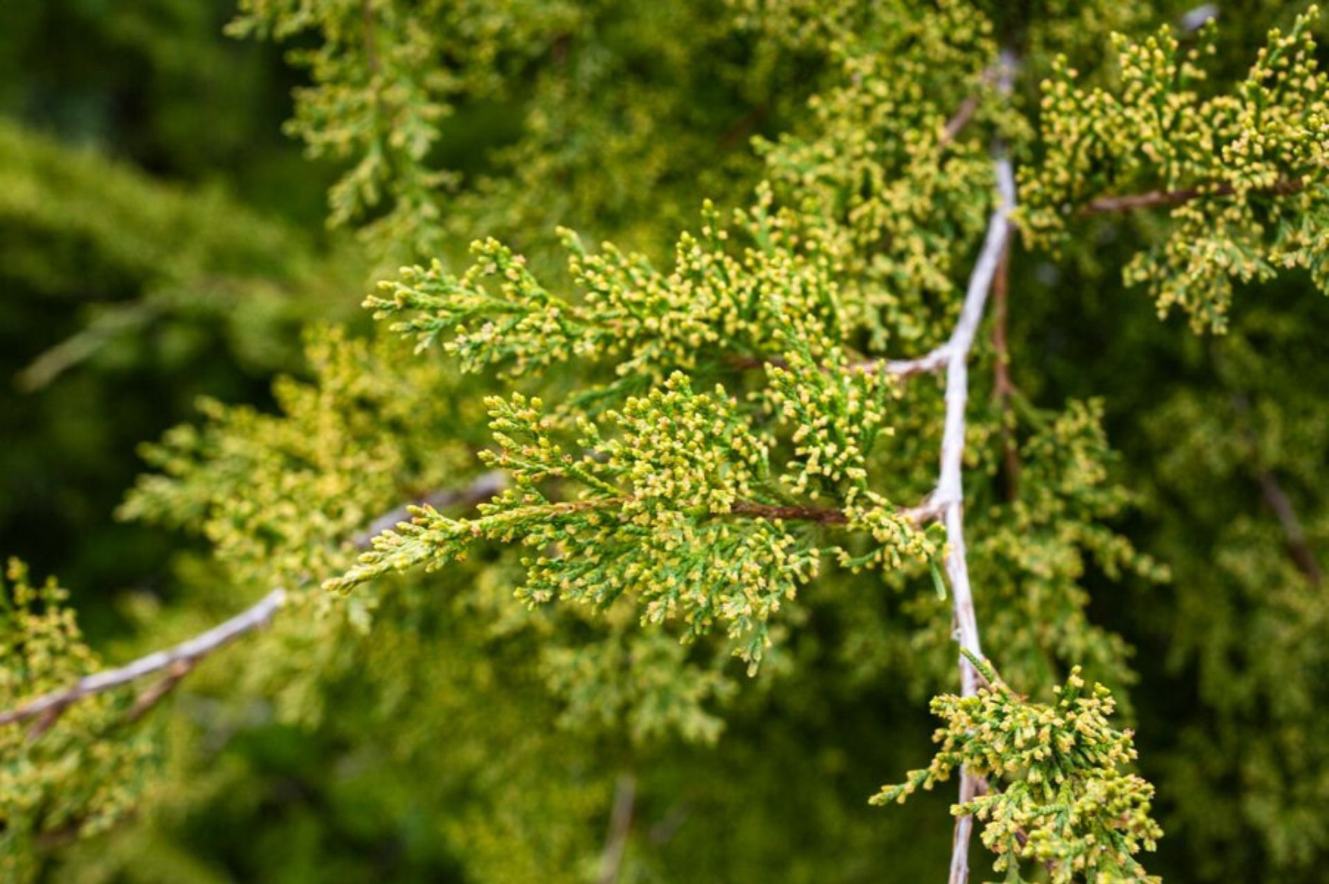 Cedarwood (Virginian)