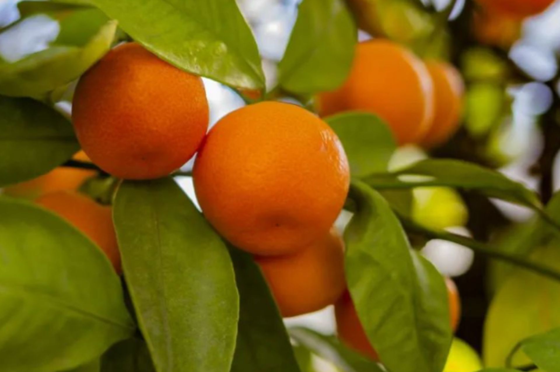 Red mandarin