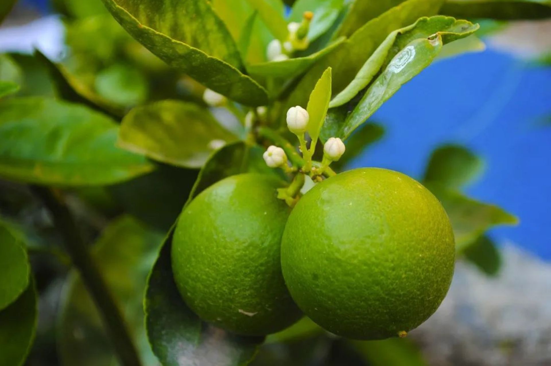Lime Tahiti