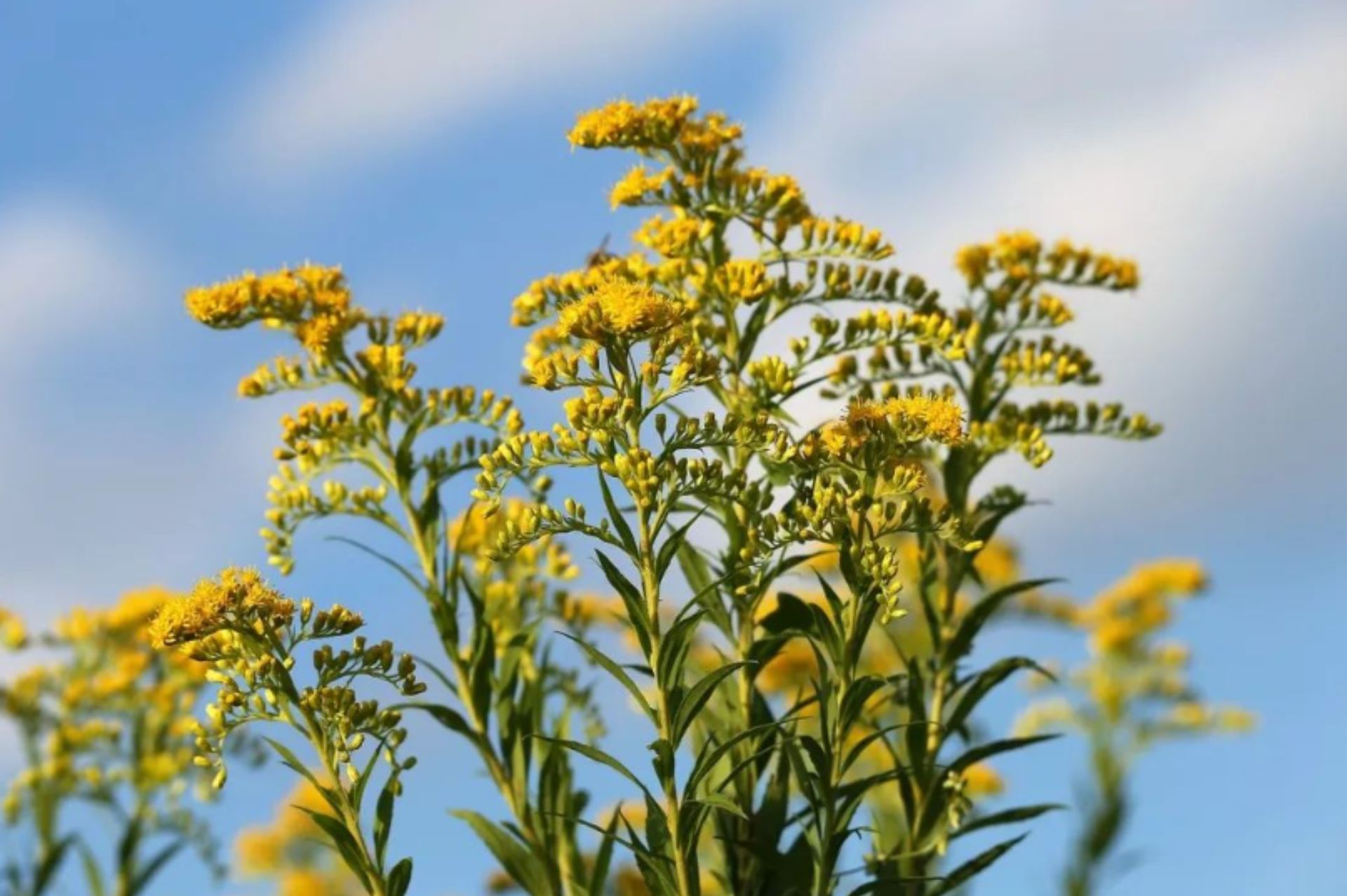 一枝黃花 Goldenrod