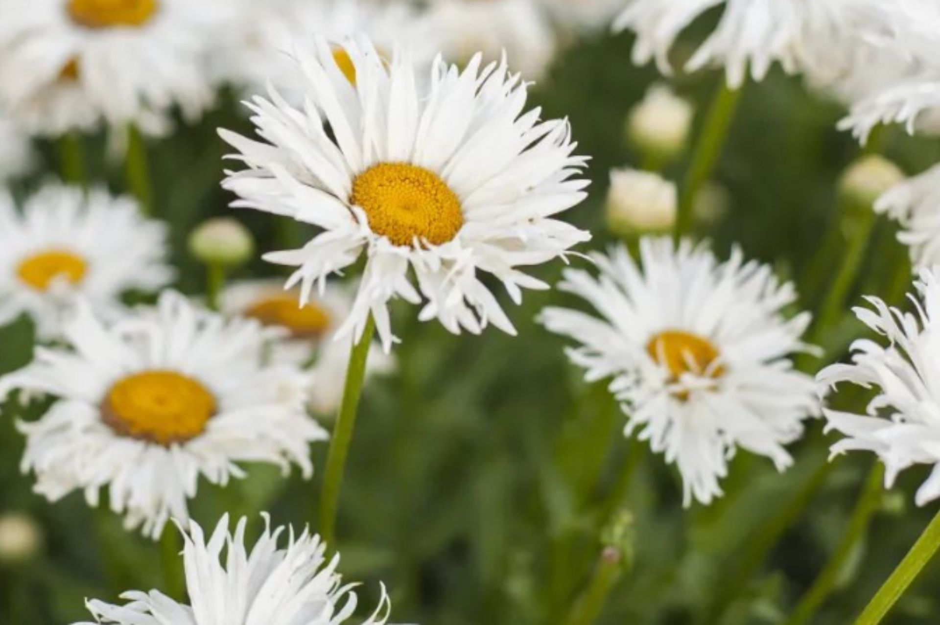 Chamomile Wild