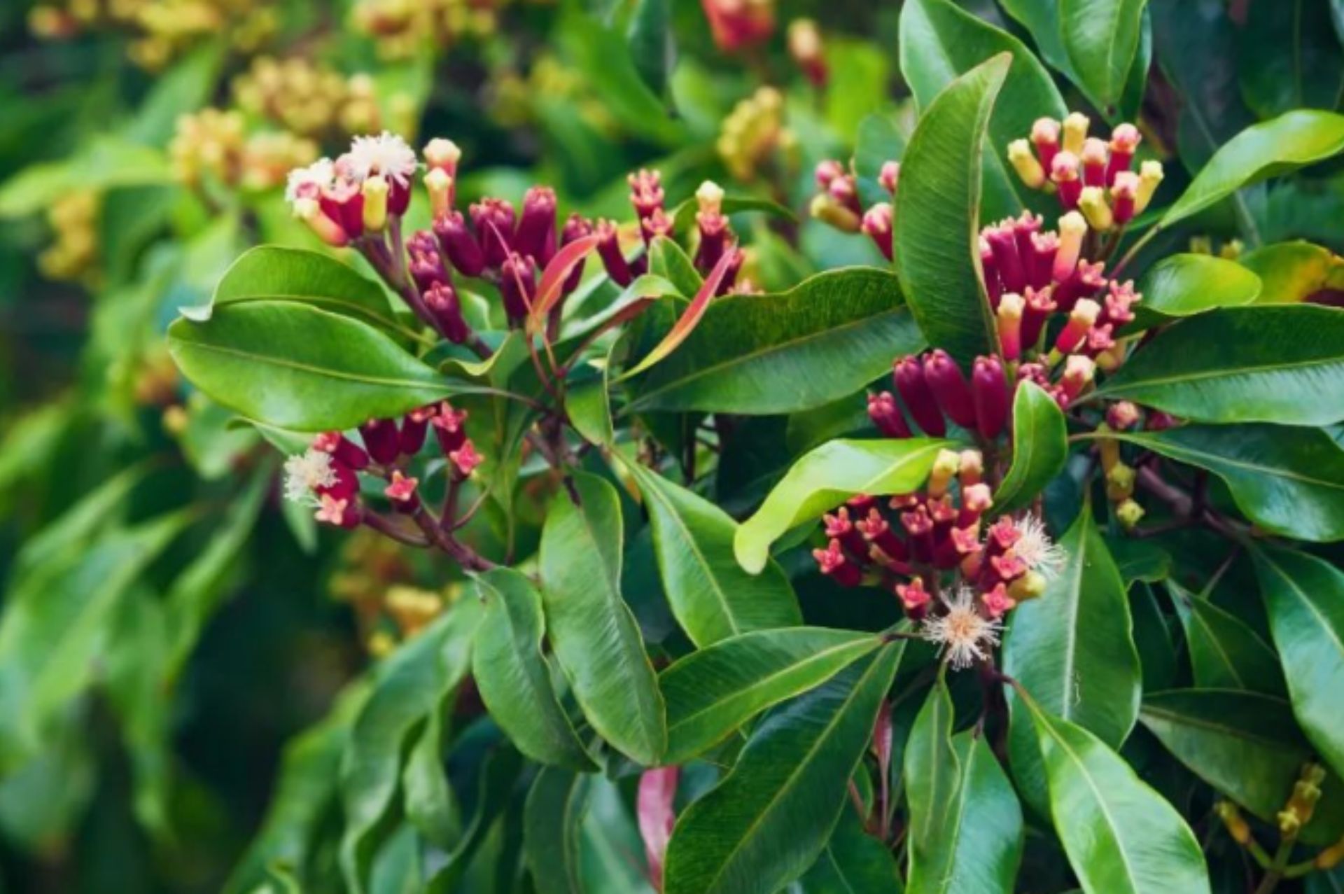 Clove Bud