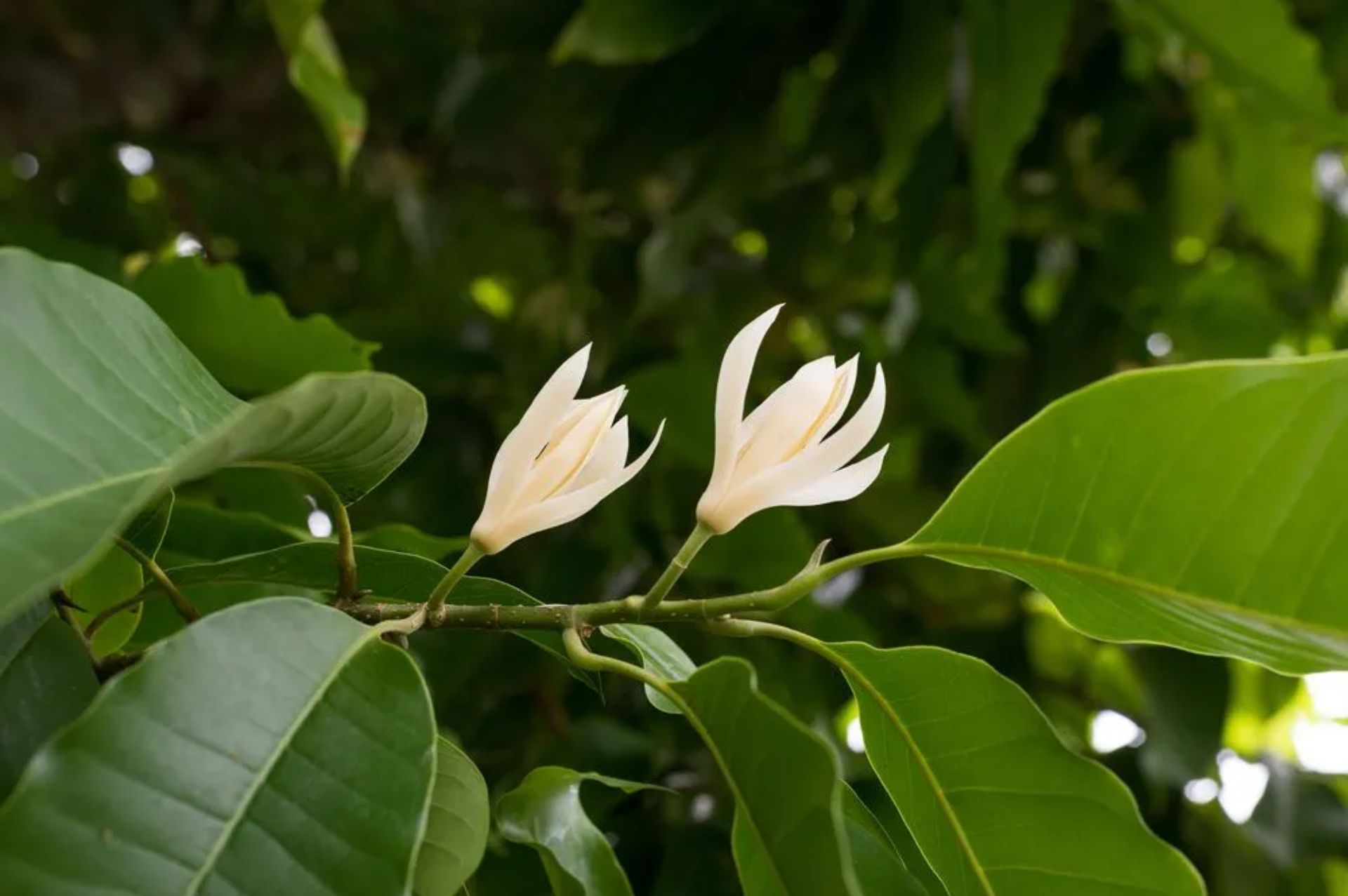 白玉蘭花 White Champak