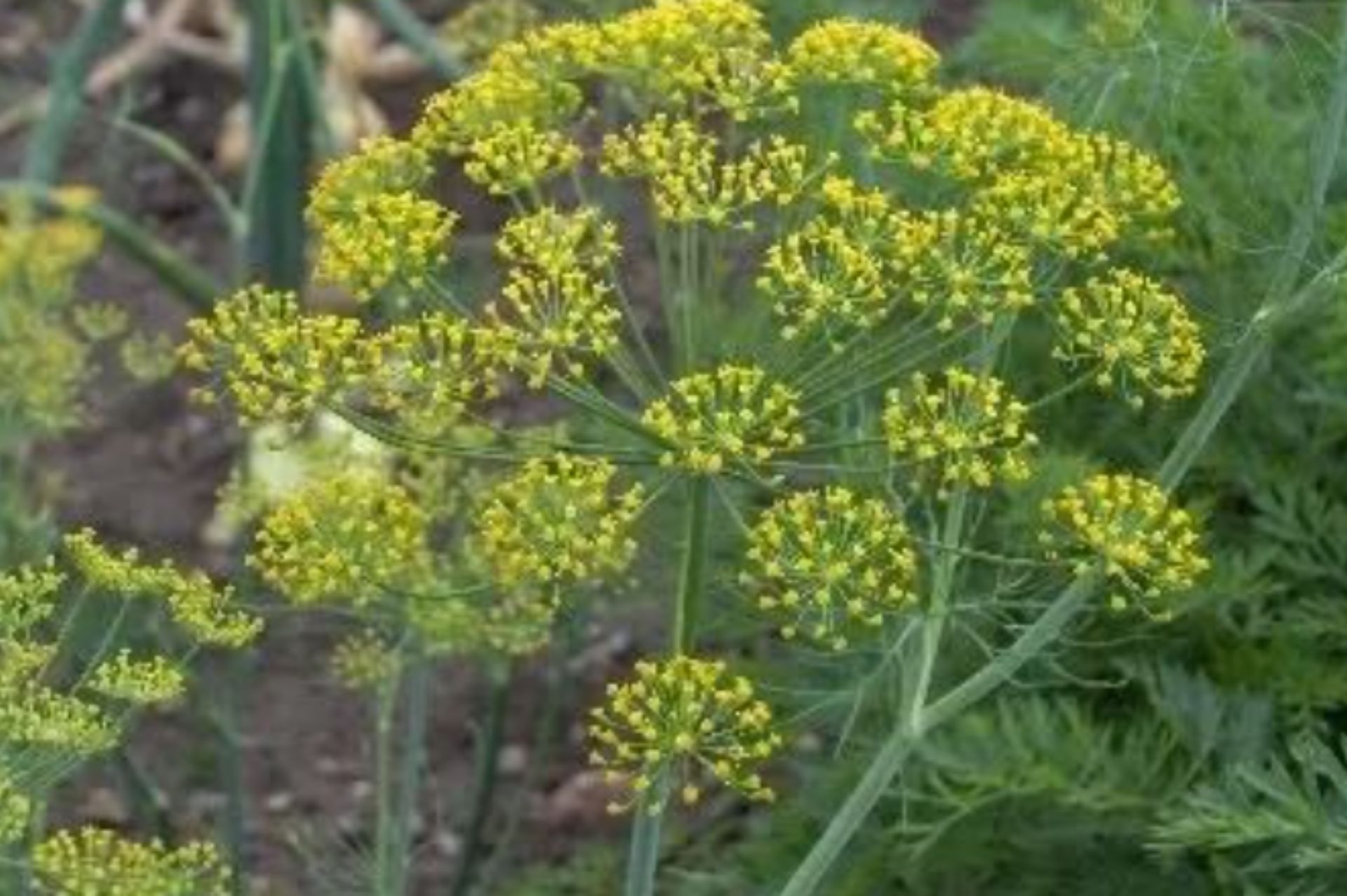 Dill