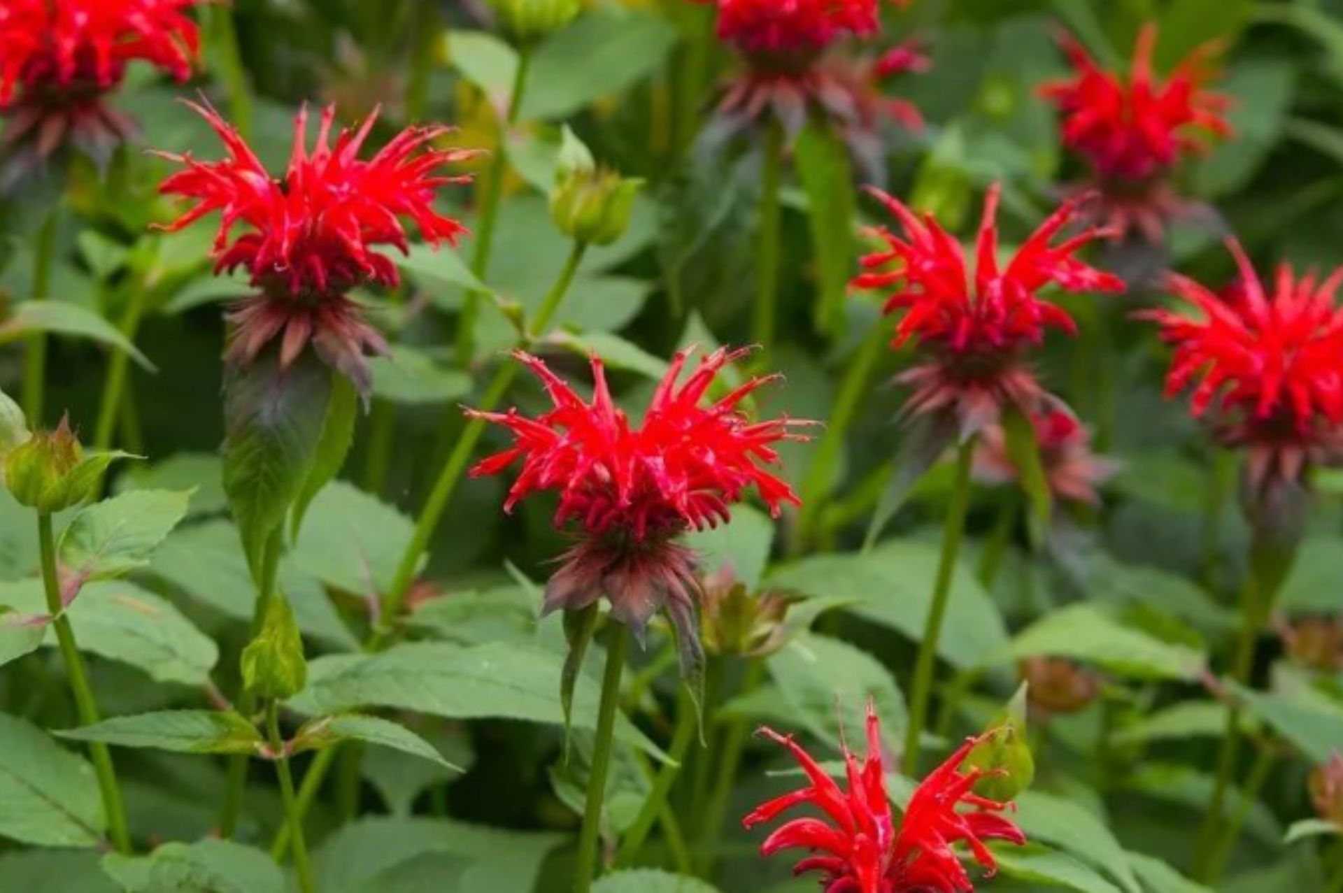 Monarda