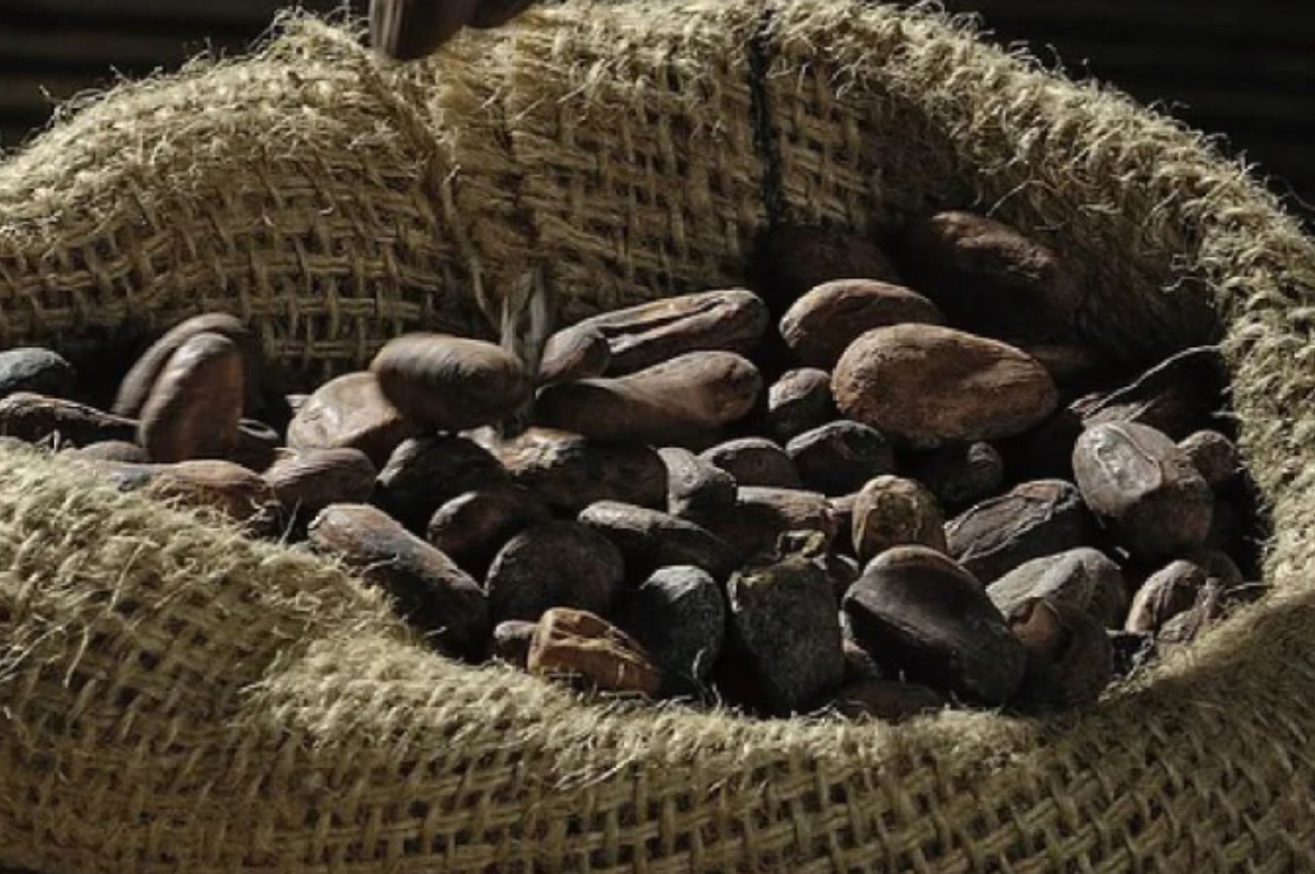Tonka bean
