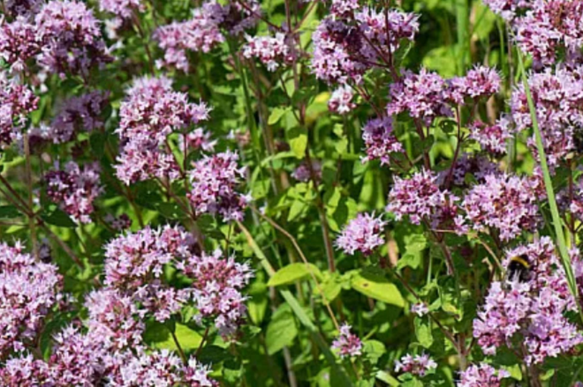 Oregano