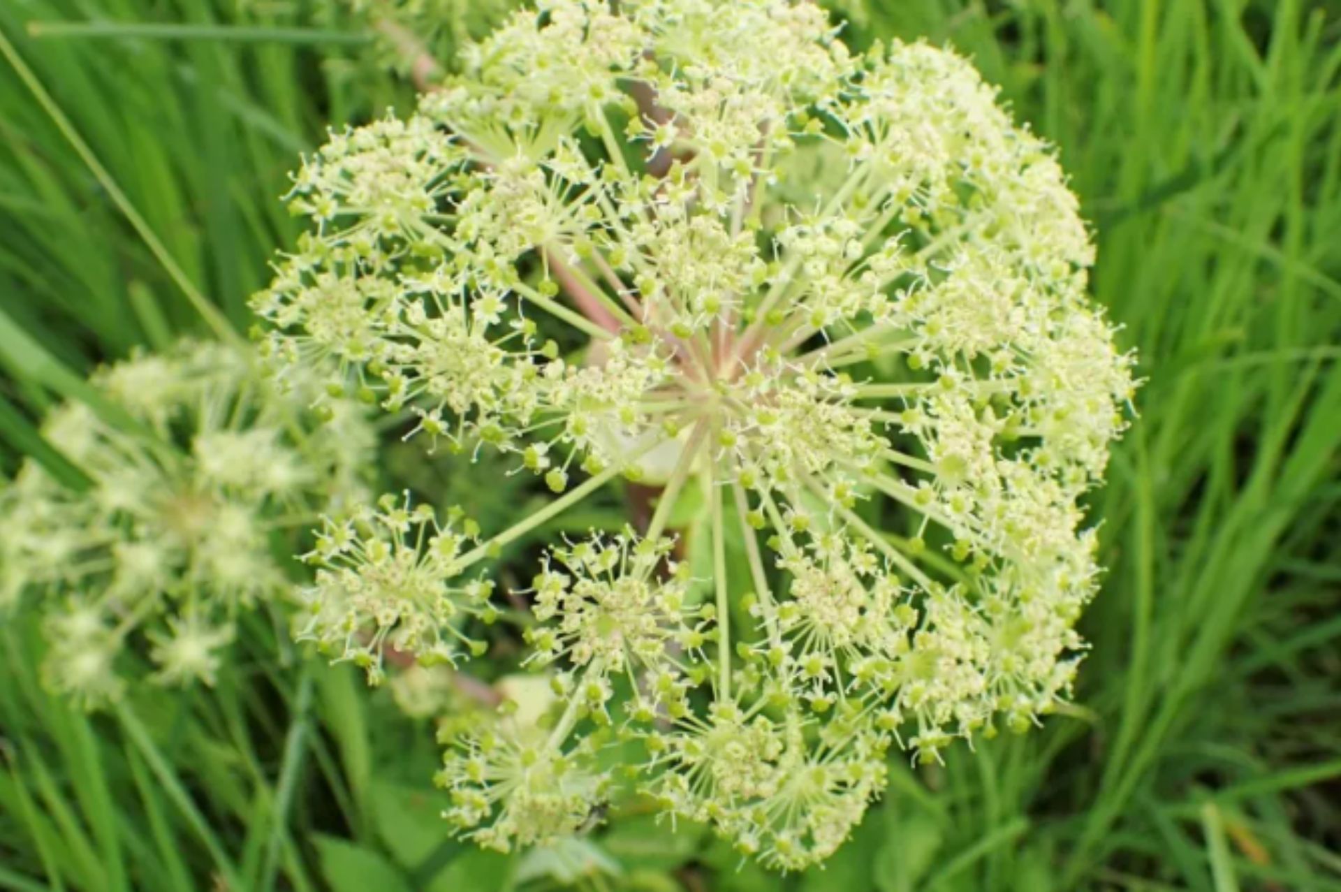 歐白芷根 angelica root
