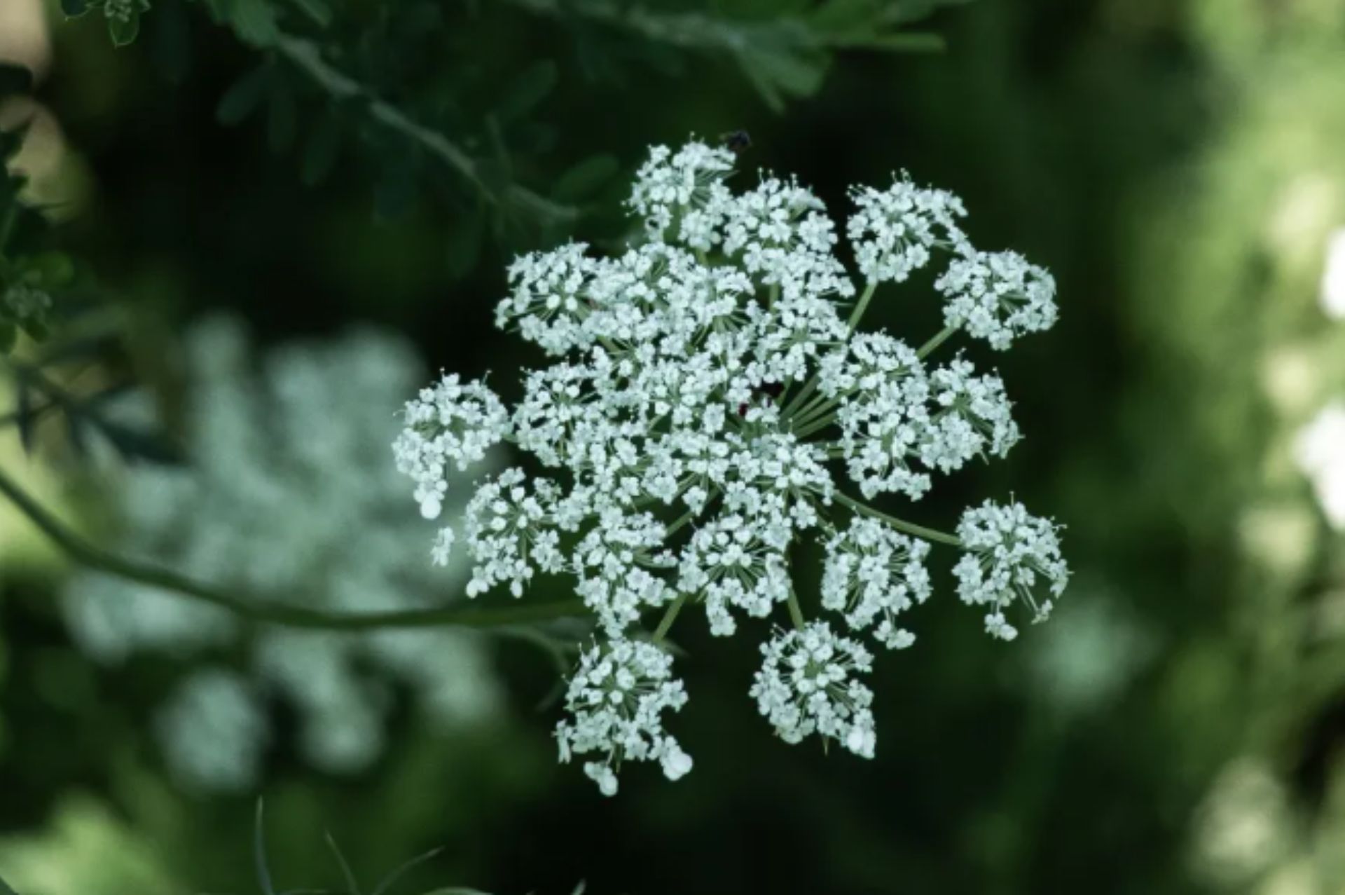當歸 Angelica