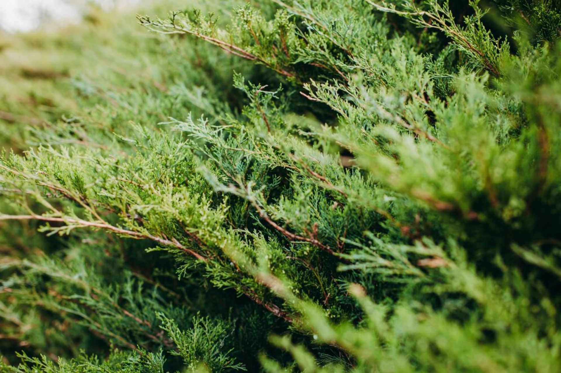 美洲側柏 Thuja